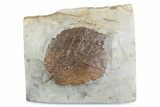Paleocene Fossil Leaf (Davidia) - Montana #378415-1